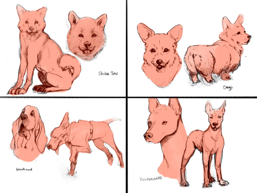 Dog Studies